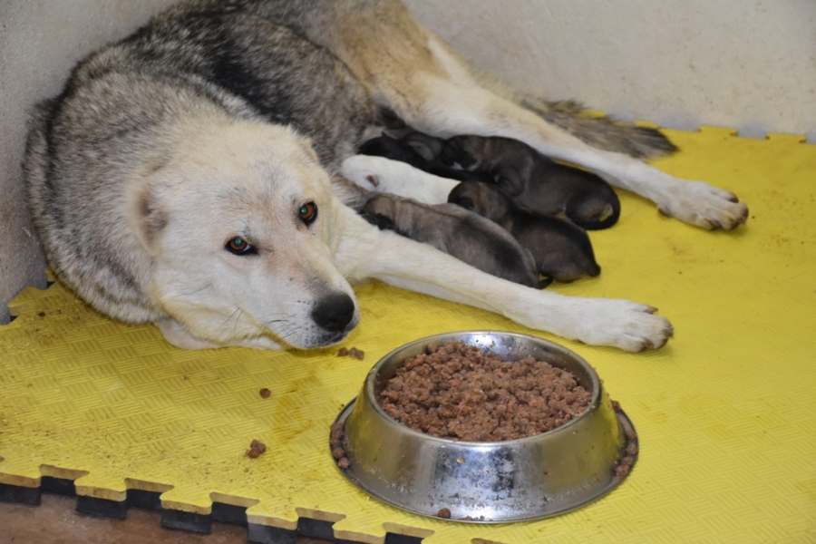 Siirt’te çöp konteynerine atılan 9 köpek yavrusu ve anneleri koruma altında