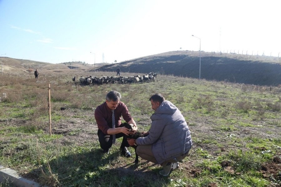 Ukrayna’dan Siirt’e getirilen koyunlar bölgeye uyum sağladı 