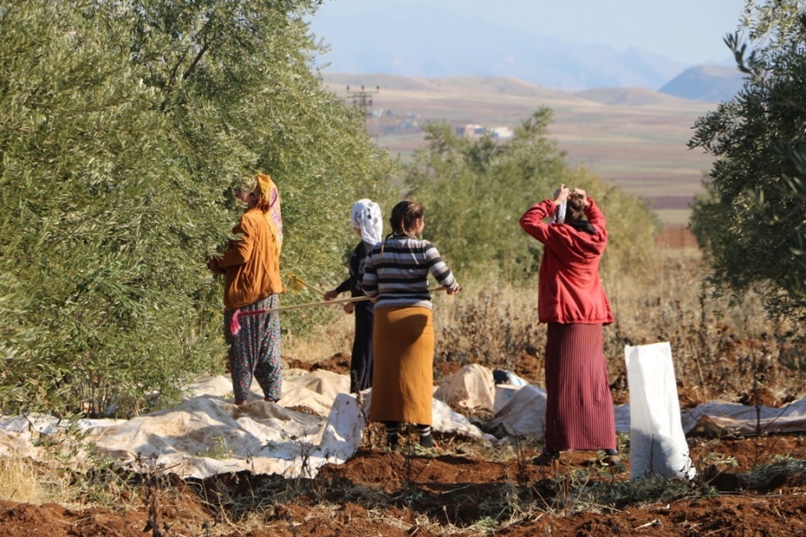 DEVLET DESTEĞİ İLE KURDUĞU ZEYTİN BAHÇESİNİN HASADINA BAŞLADI