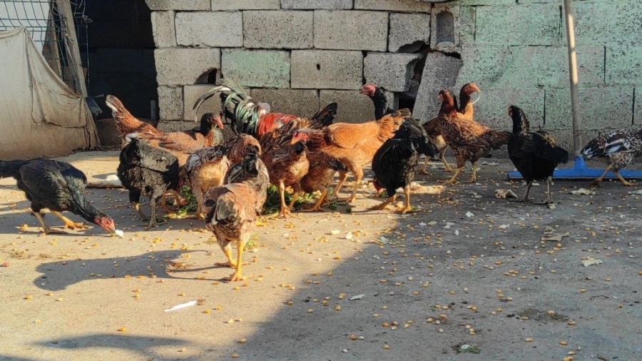 Güvercinlerini satarak aldığı tavuklarla yumurta üretimine başladı 