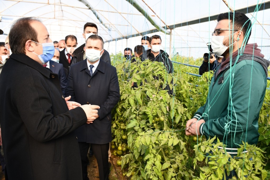 Şırnak Valisi Pehlivan Uludere’deki seralarda incelemelerde bulundu