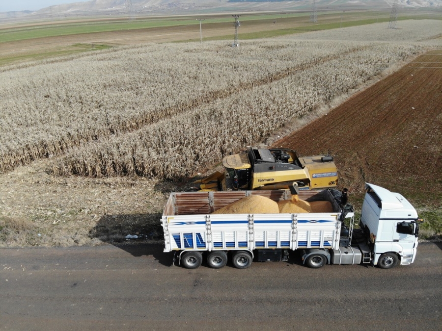 Mardin’de mısırı nem vurdu, ürünün kalitesi düştü