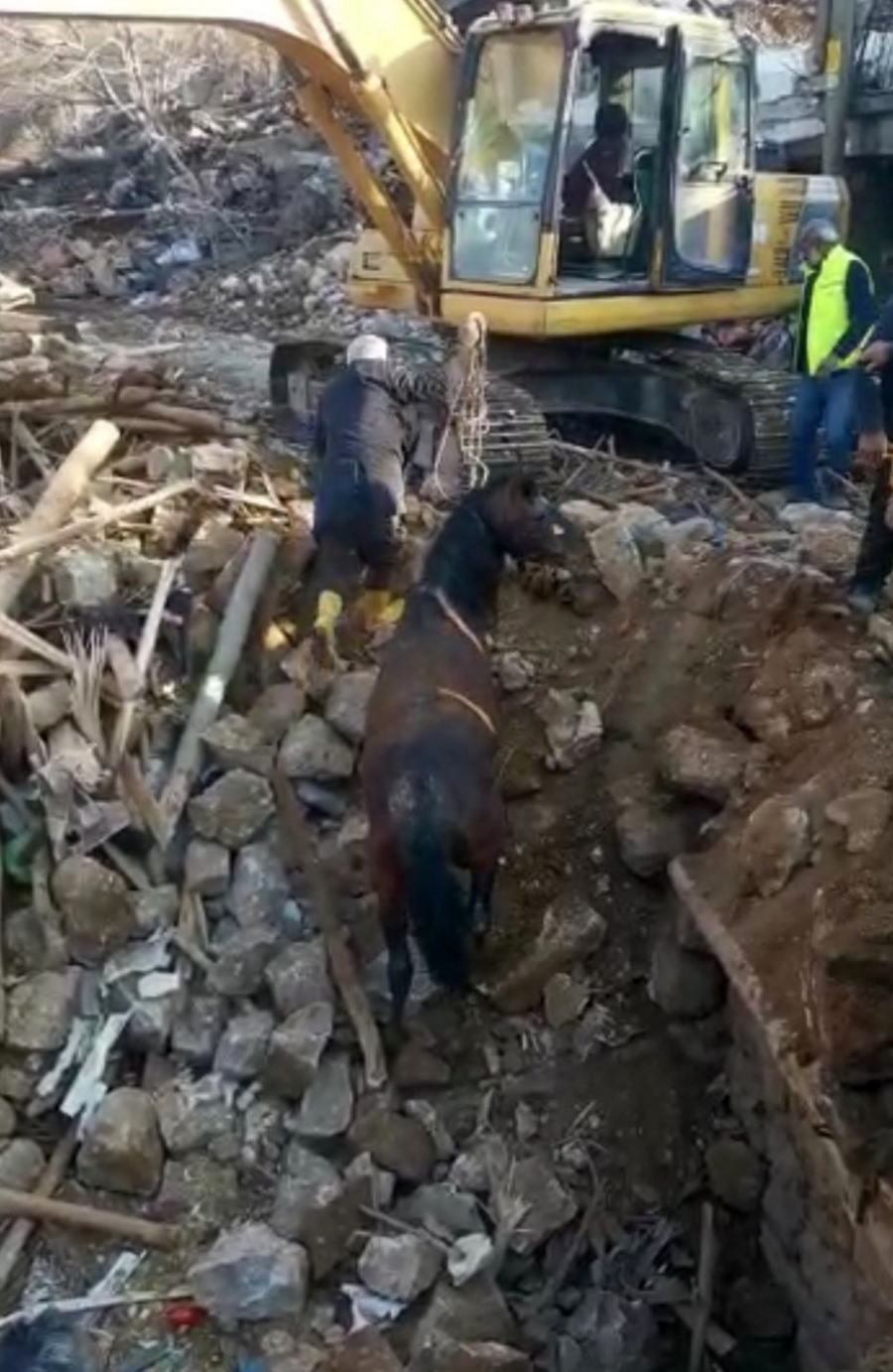 Depremin 20’nci gününde bir at enkazdan canlı olarak kurtarıldı