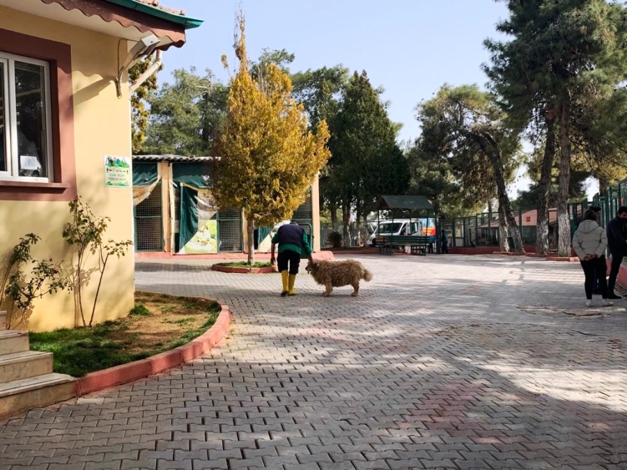 Gaziantep hayvan barınağı depremzede hayvanları sahipleniyor