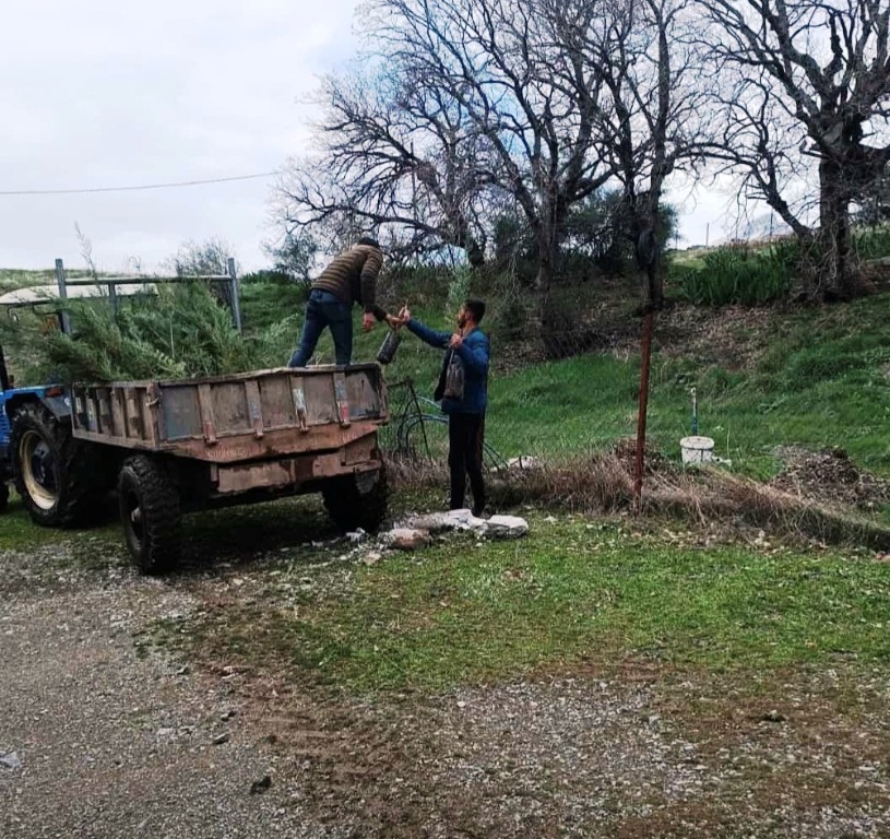 Şenoba beldesinde mezarlıkların çevresine çam fidanları dikildi