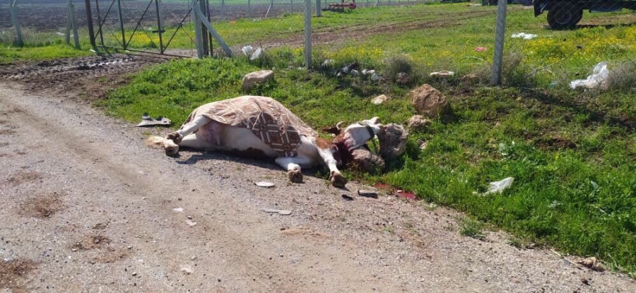 Yola atlayan inek telef oldu