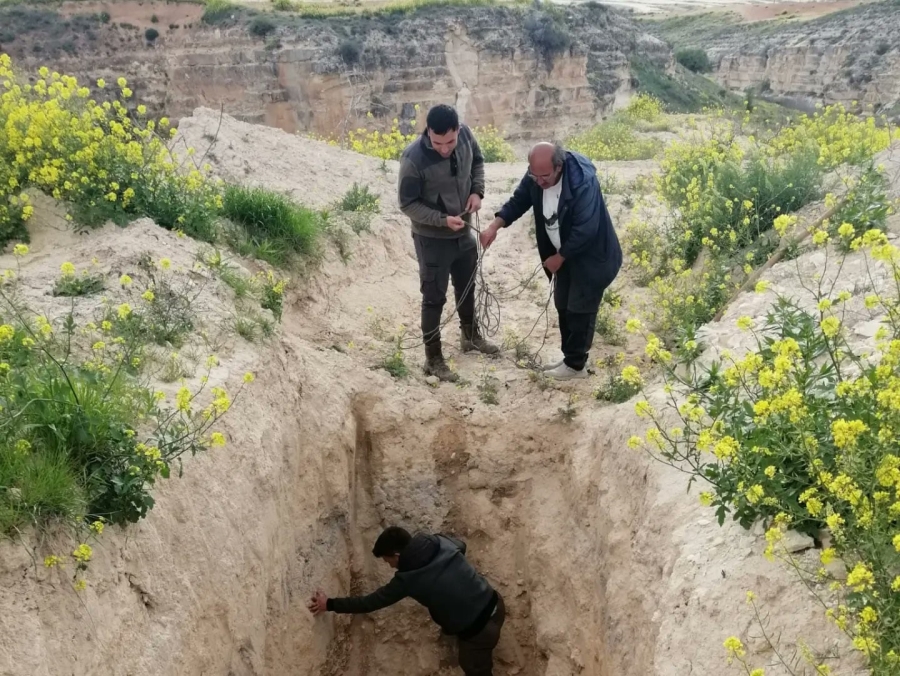 Şanlıurfa'da çukurda mahsur kalan çöl kirpisi kurtarıldı