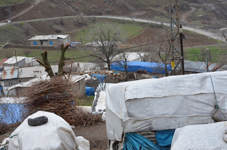 Baharın habercisi leylekler Şırnak yaylalarına ulaştı