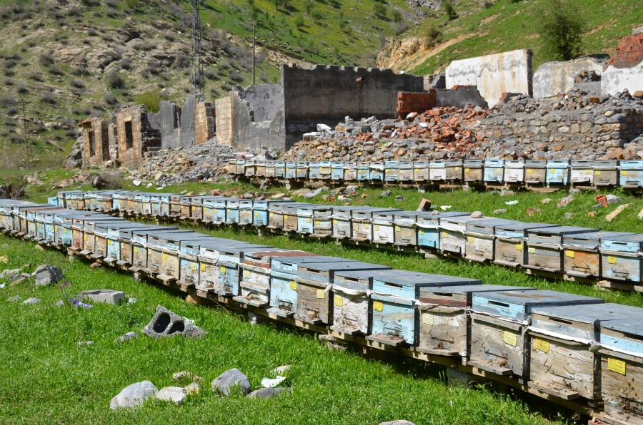 Huzur ortamının sağlandığı Şırnak'ta arıcılar yılda 800 ton bal üretiyor