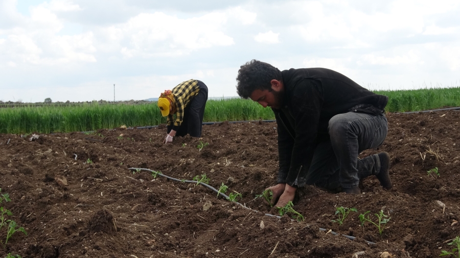 Kilisin en küçük ilçesi Polateli'nde domates fidesi toprakla buluştu