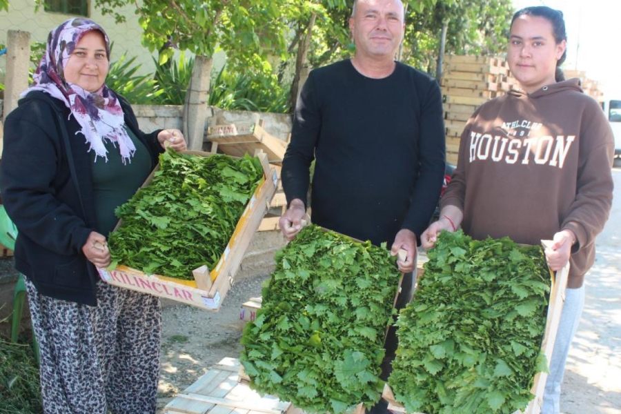 Üzümden önce yaprağı gelir kapısı oldu