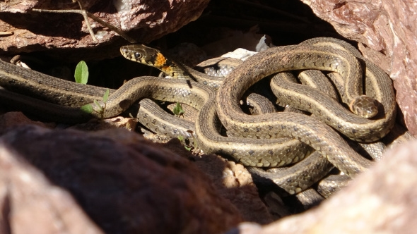 Burası Brezilya Değil,Hakkari