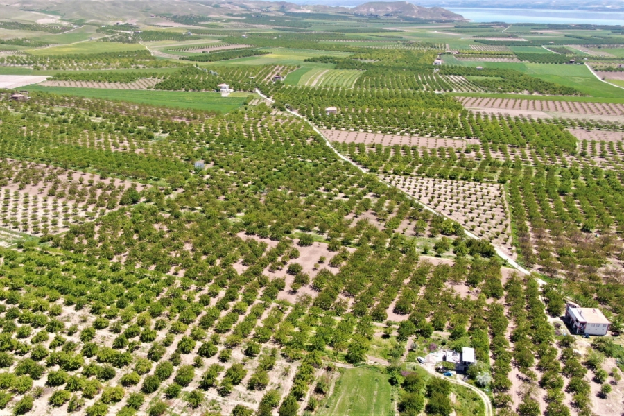 Kayısı ağaçları boş kaldı, rekolte yüzde 80 düştü