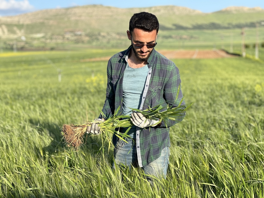 Mardin’de çiftçiler, yüksek rekolte bekliyor