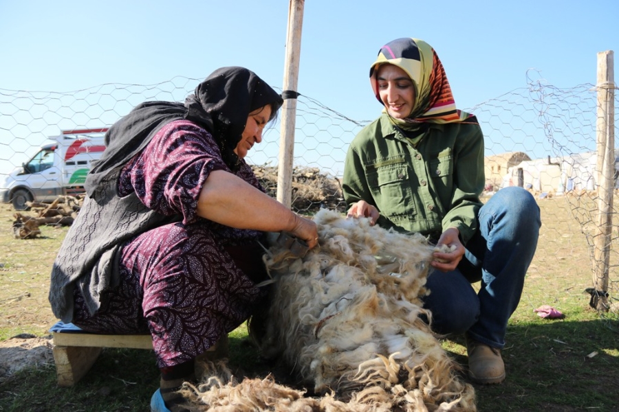 Doktora tezi için 8 aydır göçerlerle birlikte yaylada yaşıyor