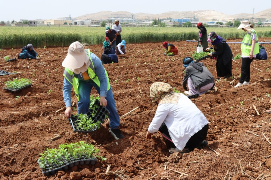 Şanlıurfa'da 200 bin isot fidesi toprakla buluştu