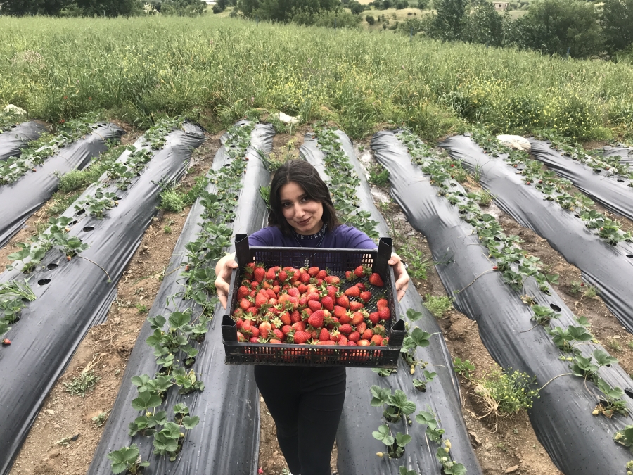 Bin 300 rakımda yetiştirilen çilek çiftçinin yüzünü güldürüyor