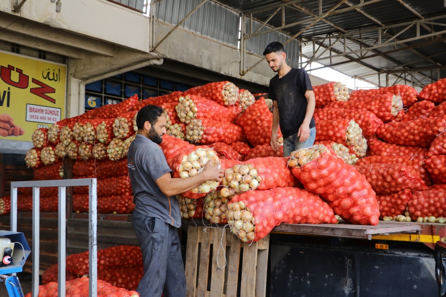 Tarlada ilk hasatta 18 liradan başlayan soğan 6 liradan alıcı buluyor