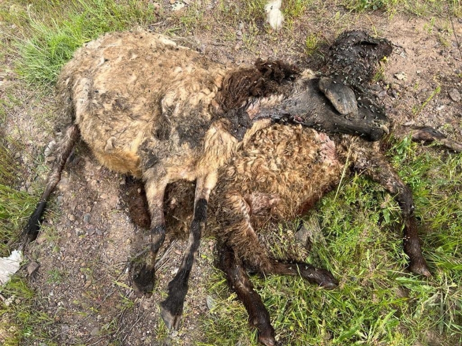 Elazığ’da ağıla giren kurt sürüsü, 21 koyunu telef etti