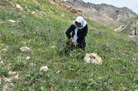 Kırsalda toplanan yılanyastığı bitkisi ihraç ediliyor