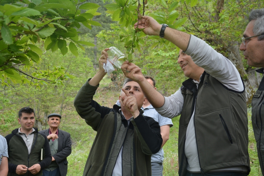 Laboratuvarda yetiştirilen yırtıcı böcekler kestane ormanlarına salındı