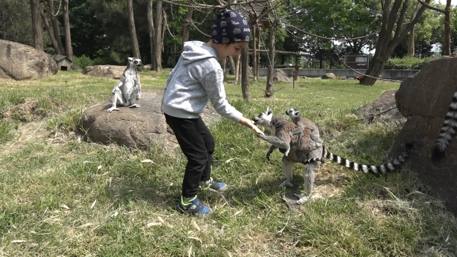 Öğrenciler lemurları elleriyle besledi