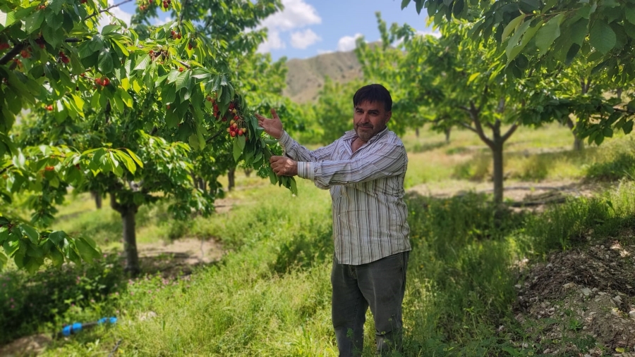 Yılda 7 ton kiraz üretiyor