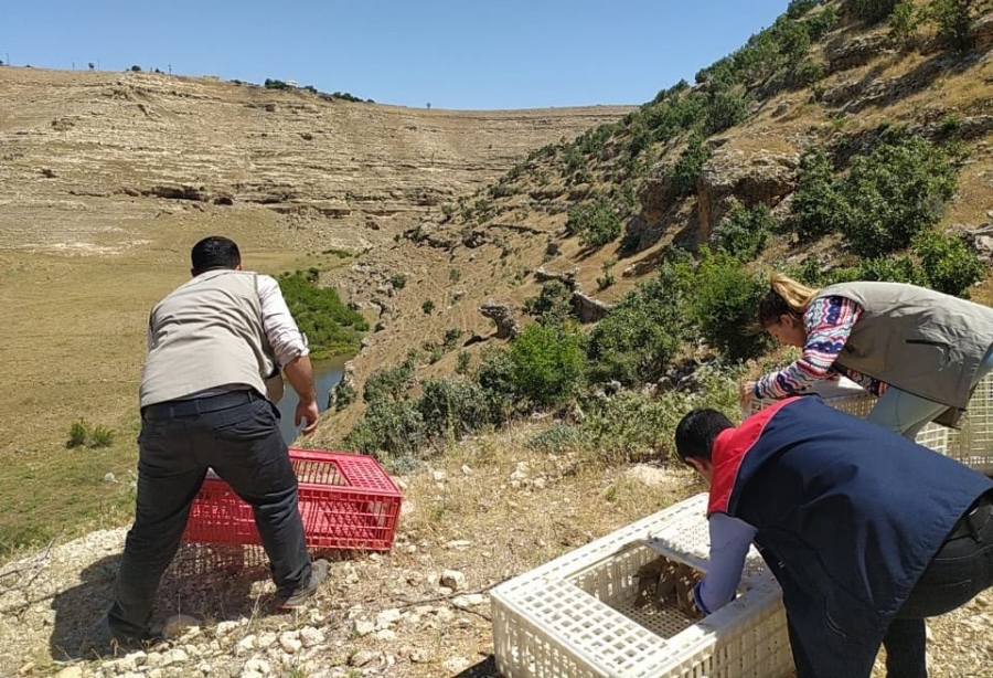 Keklikler Doğal Yaşam alanlarına bırakıldı