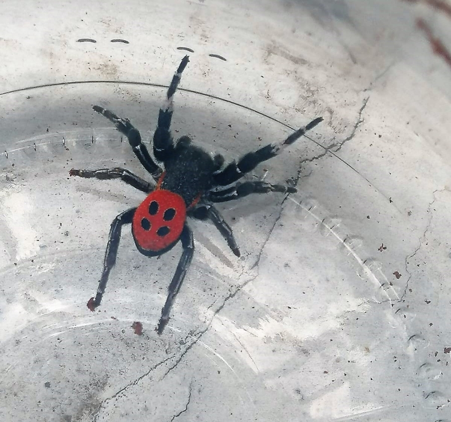 Denizli’de zehirli uğur böceği örümceği görüldü