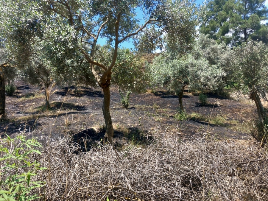 Arazi yangını büyümeden söndürüldü