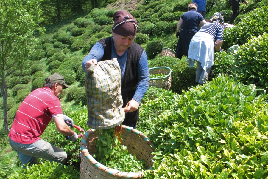 Fındık diyarı Ordu’da ilk çay hasadı başladı