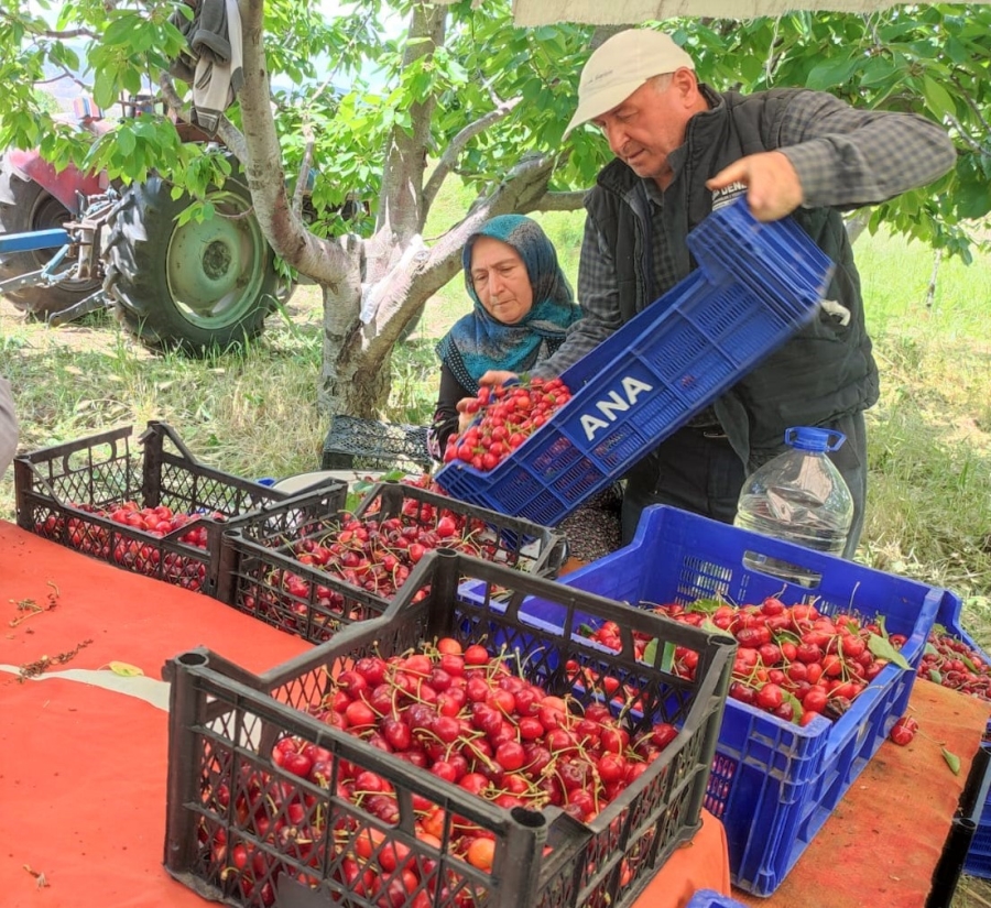 Kiraz hasadında sona gelindi