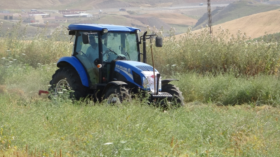 Siirt'te kırmızı mercimekte hasat sürüyor