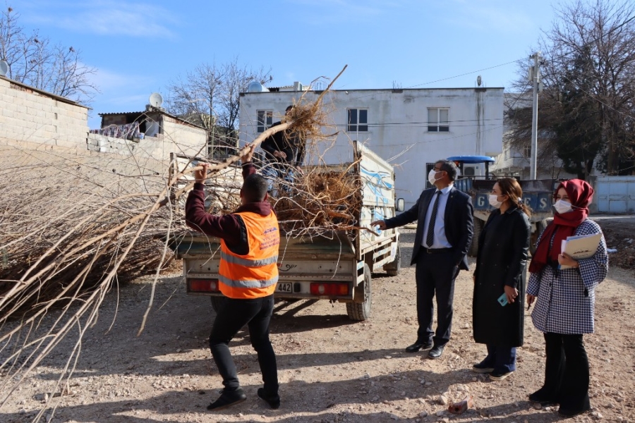 Şanlıurfa’da ipek böceği için ağaç dağıtımı