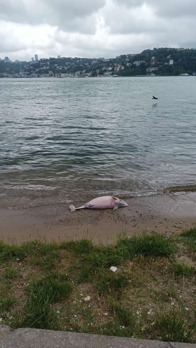 Beykoz’da ölü yunus kıyıya vurdu