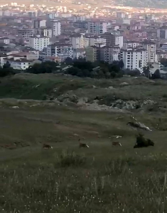 Elazığ’da dağ keçileri şehir merkezine indi