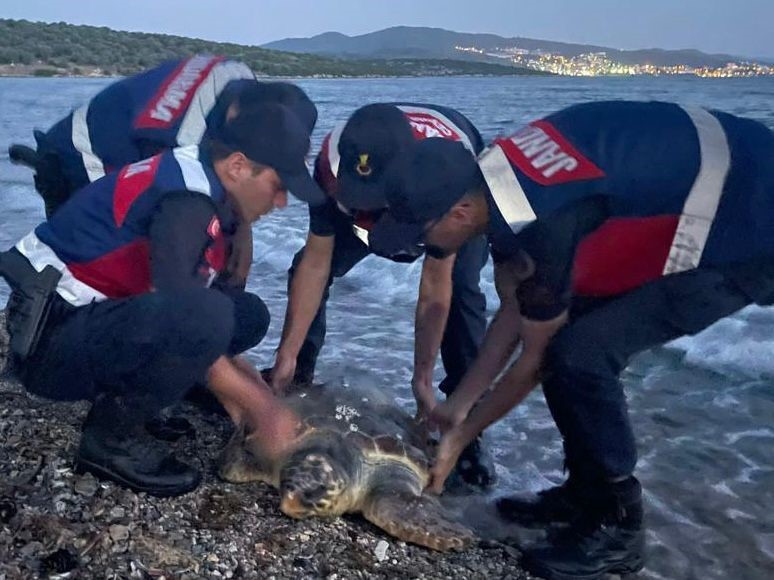 Yaralı Caretta’nın yardımına Jandarma koştu