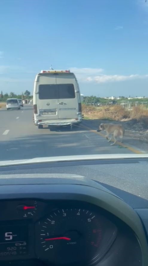 Minibüsün arkasına bağladığı köpeği zorla götürdü