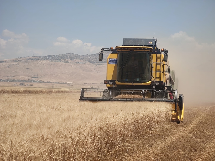 Mardin’de buğday tarlalarında hasat mesaisi başladı