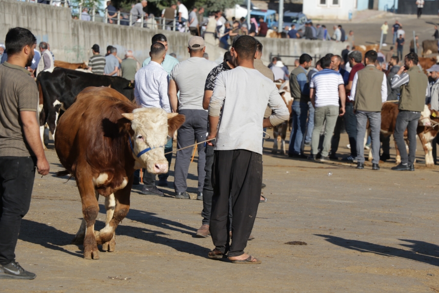 Hayvan pazarında hareketlilik başladı