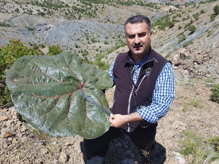 Bilim dünyası yeni bitki türü keşfetti