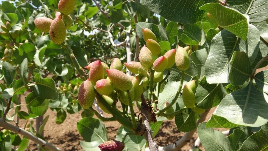 Siirt’ten ülke ekonomisine 10 milyar TL katkı