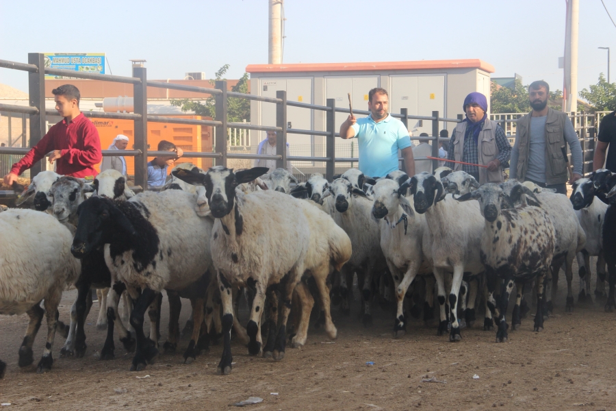 Şanlıurfa’da kurban pazarları hareketlendi