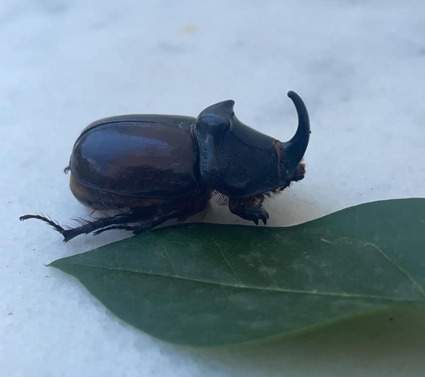 Dünyanın en güçlü böceği Manisa’da görüldü