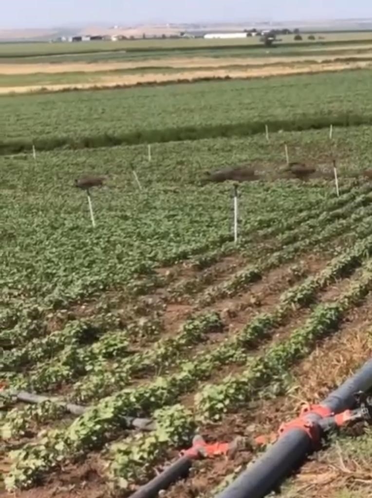 Diyarbakır’da domuz sürüsü tarladaki mahsulü ezip geçti