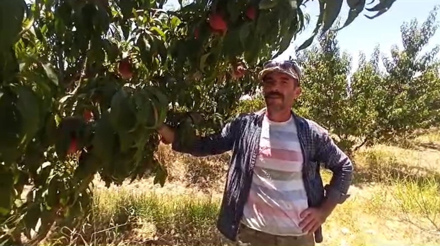 Gaziantep'te şeftali sevinci