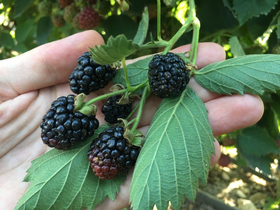 Siirt’ten 34 ülkeye böğürtlen ihraç ediliyor