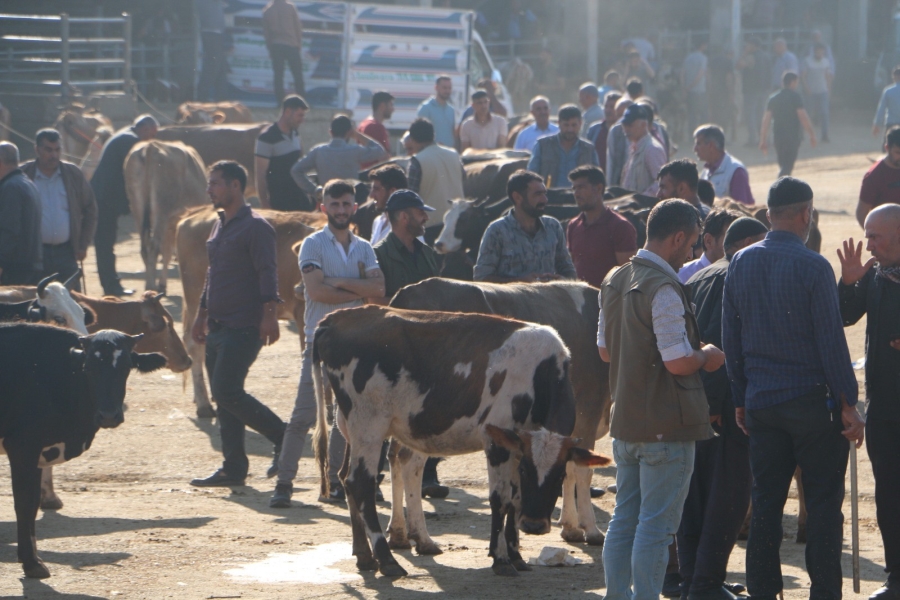 Diyarbakır'da işin ehlinden acemi kasap uyarısı