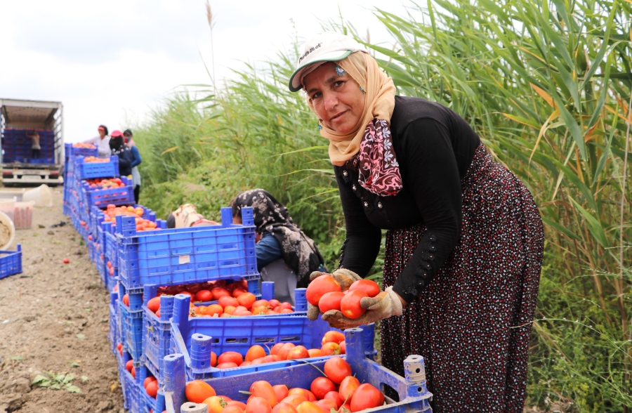 Turfanda domateste hasat sürüyor, 115 bin ton rekolte bekleniyor