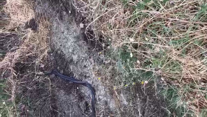 Siirt'te yılanların çiftleşme dansı böyle görüntülendi